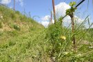 Bei einer Querterrassierung folgt auf die von bunt-blühenden Wildblumen und -kräutern gehaltene Böschung, ein begrünter Fahrweg und auf der Geländekante die Rebzeile.