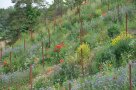 Wenn nicht Pflöcke aus Cortenstahl eingerammt und Drähte gespannt wären, würde bei diesem Anblick niemand glauben, dass sich hier ein Weinberg befindet. Er wirkt wie eine bunte Blumenwiese.