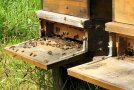 Bienen schwirren um den Eingang zu ihren Stock.