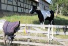 Tiergestützte Ergotherapie demonstrierte Tina Holzheimer aus Lebenhan