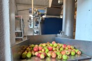 Knackig und rotbackig rollen die frisch geernteten Äpfel vom Waschbottich in die Kelteranlage. Sie werden gemahlen und zu süßen Saft gepresst.