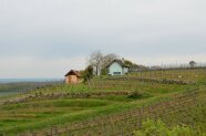 Zwei Weinberghäuschen stehen oben auf dem Weinberg. Drum herum sind lauter Weinreben zu sehen.