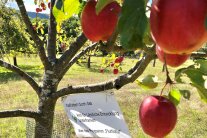 Unterfranken 2022-09 Apfelbaum Bs Sr