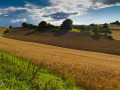 Malerische Agrarlandschaft mit einer Landzunge und seitlichen Hangflächen, auf denen erntereifes Getreide steht