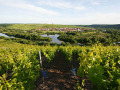 Weinberg und Mainschleife, in der Winzerort Nordheim liegt