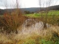 Regenrückhaltebecken mit Weiden- und Schilfbewuchs. Links im Hintergrund eine Obstbaumwiese, rechts eine Wiese.