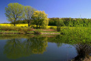 Landschaftliches Stimmungsbild mit Fluss, Baumgruppe, blühendes Rapsfeld und Wald im Hintergrund