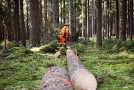 Aufarbeitung eines gefällten Baumes in einem Bestand mit großen Nadelbäumen. Ein Waldarbeiter entastet mit der Motorsäge die Krone. Im Vordergrund liegen abgeschnittene Stücke des Stammes.