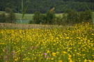 Im Vordergrund blühende Wiese mit verschiedenen Arten. Danach folgen der Baumbewuchs eines Bachlaufes, Agrarflächen und Wald.