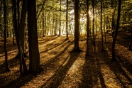 Horizontalaufnahme in einem jungen Laubwaldbestand mit vereinzelt größeren Bäumen und einem unbefestigten Rückeweg. Das Laub der Bäume schlägt aus.